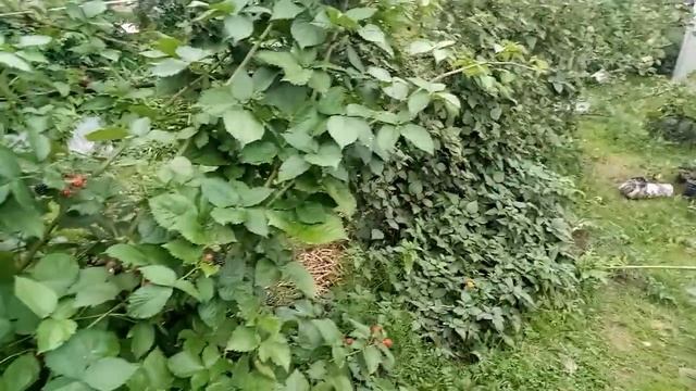 Ежевика, ответы на вопросы смотреть онлайн