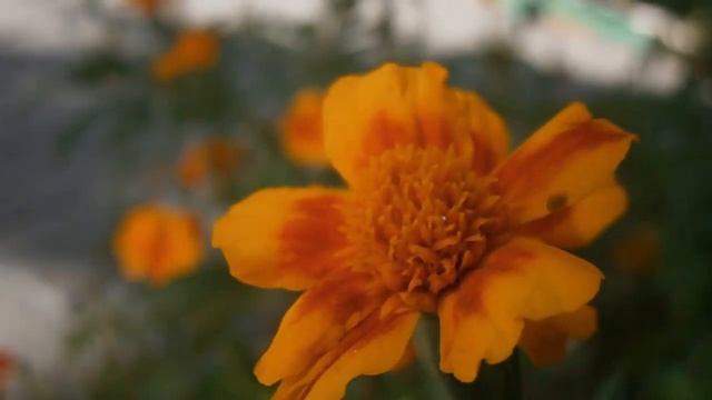 Какая-то муха на цветке) смотреть онлайн