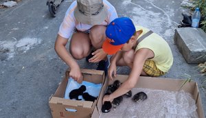 ?Коробка с новорождёнными котятами стояла на детской площадке |8 котят оторвали от кошки и выкинули