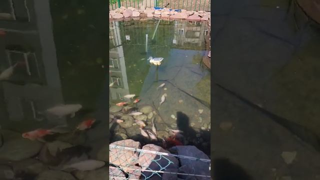 пруд с фонтаном и водопадом, и карпами кои во дворе многоквартирного дома смотреть онлайн
