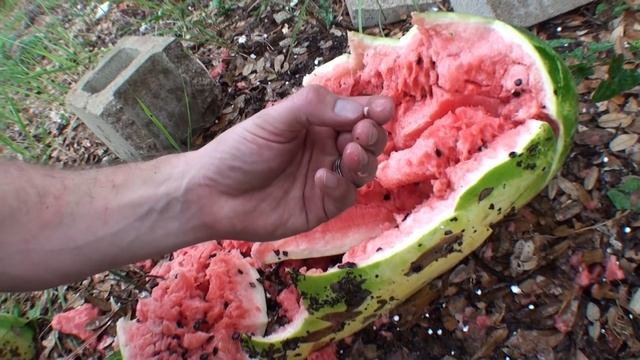 Что если заменить свинцовую дробь пластиковыми пульками?! | Разрушительное ранчо смотреть онлайн