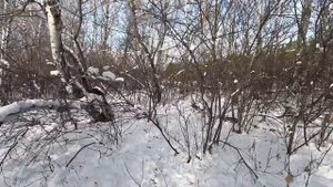 Охота на лису с Тазы: Тазы түлкі алды. Fox hunting