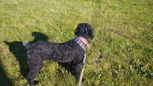 Наша собака - чёрный русский терьер