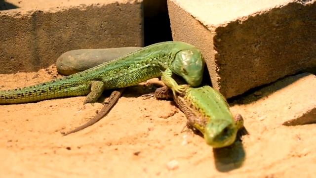 КАК ОТЛИЧИТЬ ПРЫТКУЮ ЯЩЕРИЦУ ОТ ЖИВОРОДЯЩЕЙ! EXO TOP смотреть онлайн