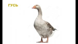 Голоса домашних животных для детей