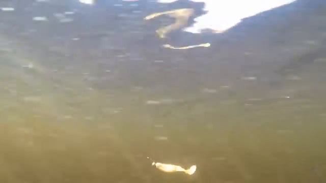 Виброхвост Manns Predator смотреть онлайн