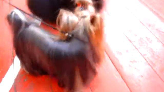 моня на выставке 2011.mpg смотреть онлайн