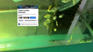 Запуск различных барбусов