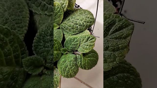 Episcia cupreata #loveyen смотреть онлайн