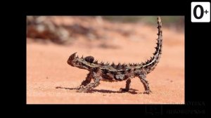 Удивительные соседи. Ящерица молох