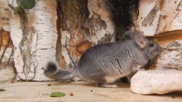 Как Майка познакомилась с шиншиллами.,Надеюсь будут дружить! смотреть онлайн