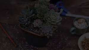 Succulent arrangement using cool colour palette! / In love with soil