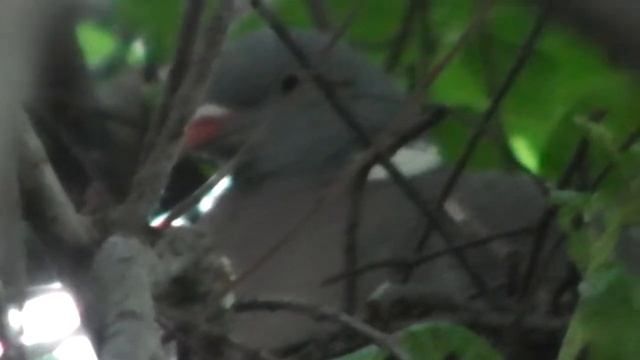 Лесной голубь. (Вяхирь.) смотреть онлайн