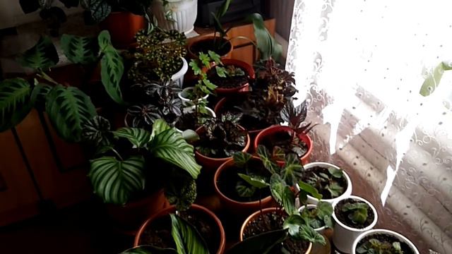 Моя бегония в июне:🌸 цветущие  и декоративнолиственные🌿 бегонии