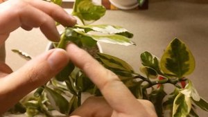 Комнатные растения.  Педилантус. Обрезка.   #обзор#комнатныерастения#комнатныецветы#фикусы