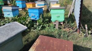 Слёт пчел или ошибка пчеловода? Пчеловодства Башкирия