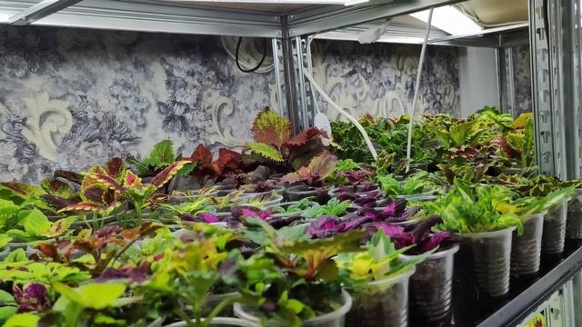 Какие лампы выбрать для выращивания качественной рассады. Все о подсветке для моих растений.