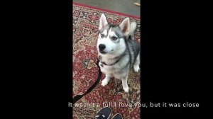 Teach your husky to say "I Love You"