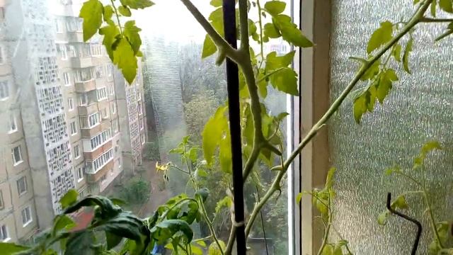 Томат "Линда красная" 20190523 смотреть онлайн