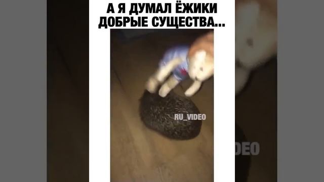 А я думал ёжики добрые существа