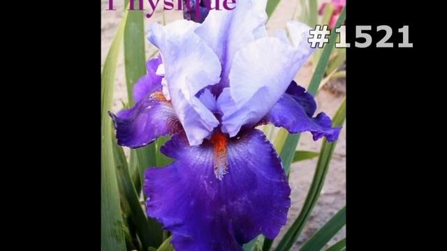 #1521. Ирисы - очень яркие цветы смотреть онлайн