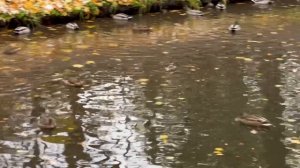 Прогулка по прекрасному городу Санкт Петербург в парке Таврический сад!