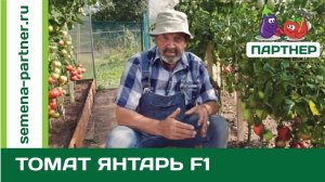 Томат ЯНТАРЬ F1 – урожайный и суперустойчивый к заболеваниям!