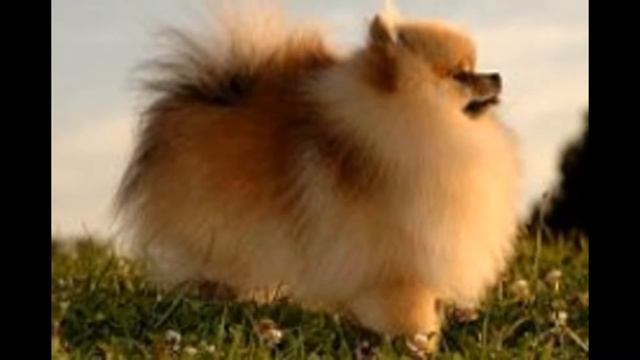 7 пород самых маленьких собак
