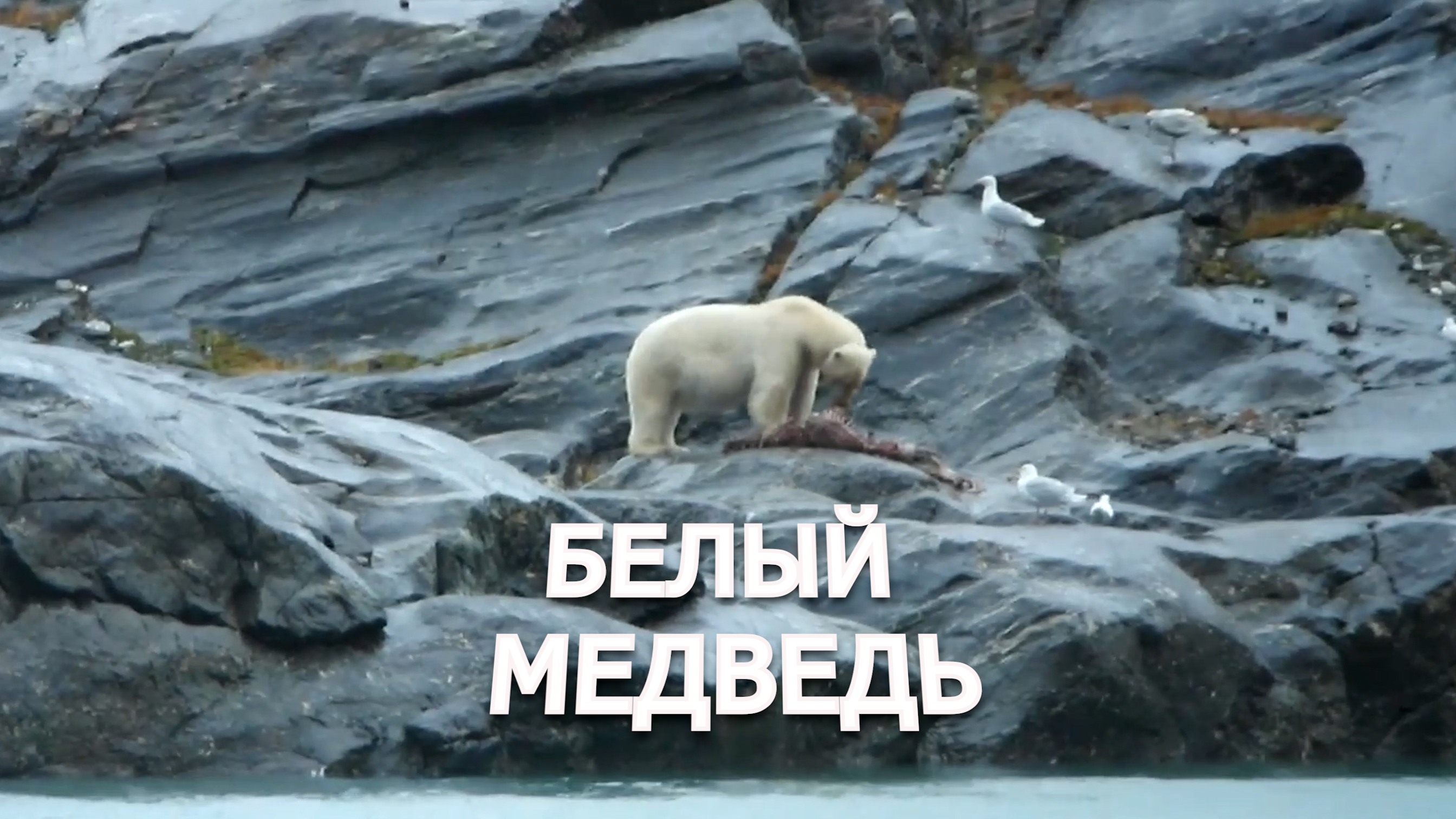 Белый медведь! Шпицберген