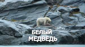 Белый медведь! Шпицберген