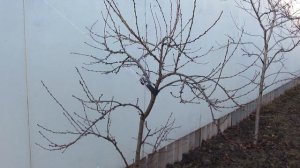 Персики на 1 декабря. Воронежская область.