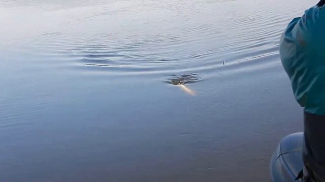 щука в Нарове на отводной поводок на поролонку смотреть онлайн