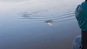 щука в Нарове на отводной поводок на поролонку