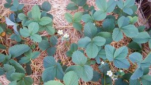 Когда подкармливать клубнику / Органические подкормки в выращивании клубники