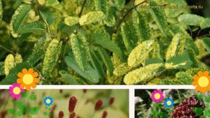 Кровохлебка тупая Лимонный Всплеск. Краткий обзор, описание sanguisorba obtusa Lemon Splash