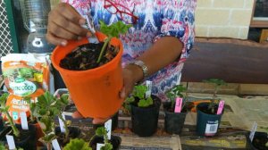 Pelargoniums/Geraniums (part 2)