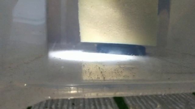 Супер новости с разводни аквариумных рыбок из Ташкента, махонький обзор смотреть онлайн