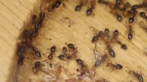 Древесные доминанты: род Crematogaster