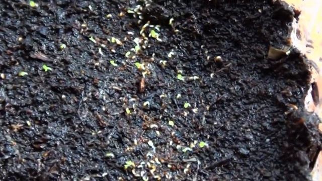 Посев бегонии к 8 марта. смотреть онлайн