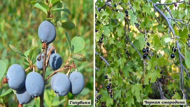 Керженский заповедник смотреть онлайн
