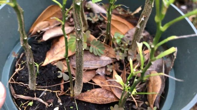 Growing CALAMANSI  CALAMONDIN seed-small tree