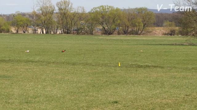 Whippets Daddy´s Girl Valentine Dogs (R) - Arcee Go-Bye (W). SLOVAK COURSING CHAMP 2018. смотреть онлайн