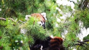 Расслабляющая Музыка - Красная Панда