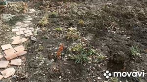 20.03. Работаю на клумбе первый день