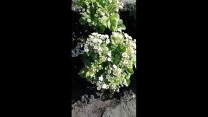 Чем подкормить землянику