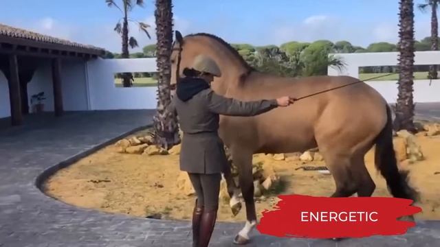 PRE (Pura Raza Española) Horses | characteristics, origin & disciplines смотреть онлайн