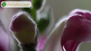 Цветок львиный зев – посадка и уход, выращивание львиного зева из семян