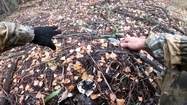 Где найти грибы! Сбор груздей! Сентябрь 2023! смотреть онлайн