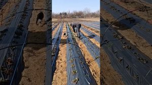 Накрываем клубнику