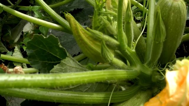Выращиваем кабачки кустовые смотреть онлайн